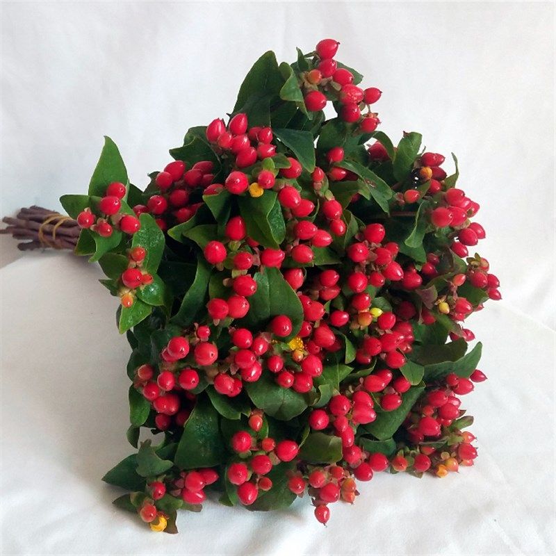 红豆相思豆喜庆鲜花昆明斗南基地直发室内卧室散装水养真花束花材