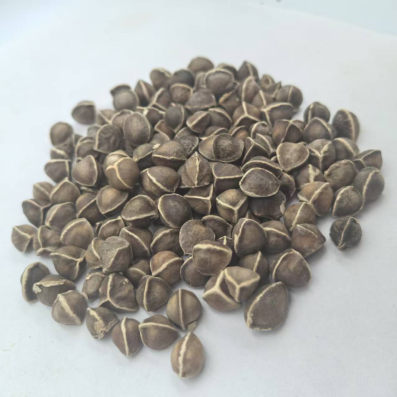 辣木籽辣木子 辣木树种子 泡水 1000g克包邮