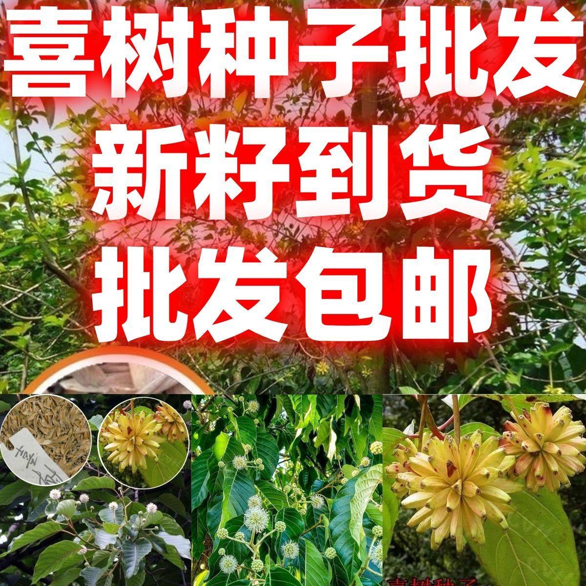 当季新籽喜树种子林木种子旱莲子千张树绿化行道林木苗木树种子