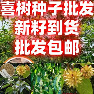 当季新籽喜树种子林木种子旱莲子千张树绿化行道林木苗木树种子
