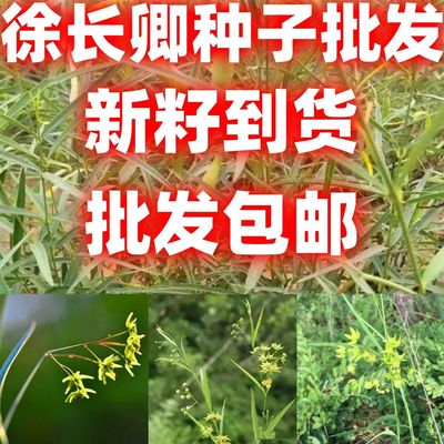 当季新籽徐长卿中草药植物竹叶细辛野生种子种苗庭院盆栽花卉易活