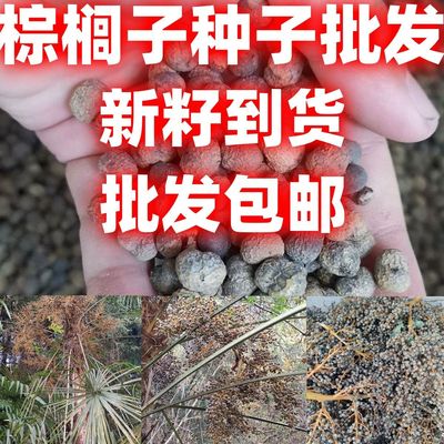 棕榈子种子中药材棕树籽棕榈子新货棕榈籽棕树子野生棕树果败棕子