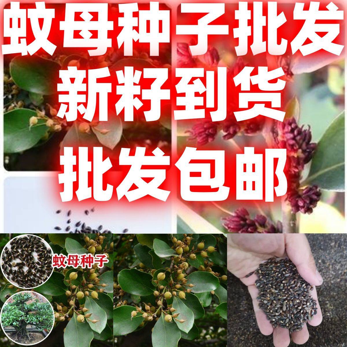 当季新籽蚊母种子林木种籽文姆树种别名水浆柯子四季常青苗木