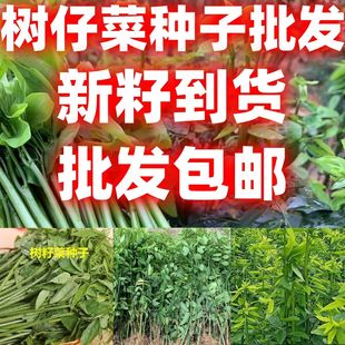 生长较快树籽菜种子五指山树菜种子五指山野菜包邮菜种子