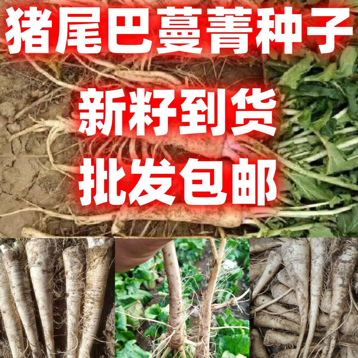 猪尾巴蔓菁种子批发包邮根茎蔬菜甜面人参蔓菁四季播蔬菜种子