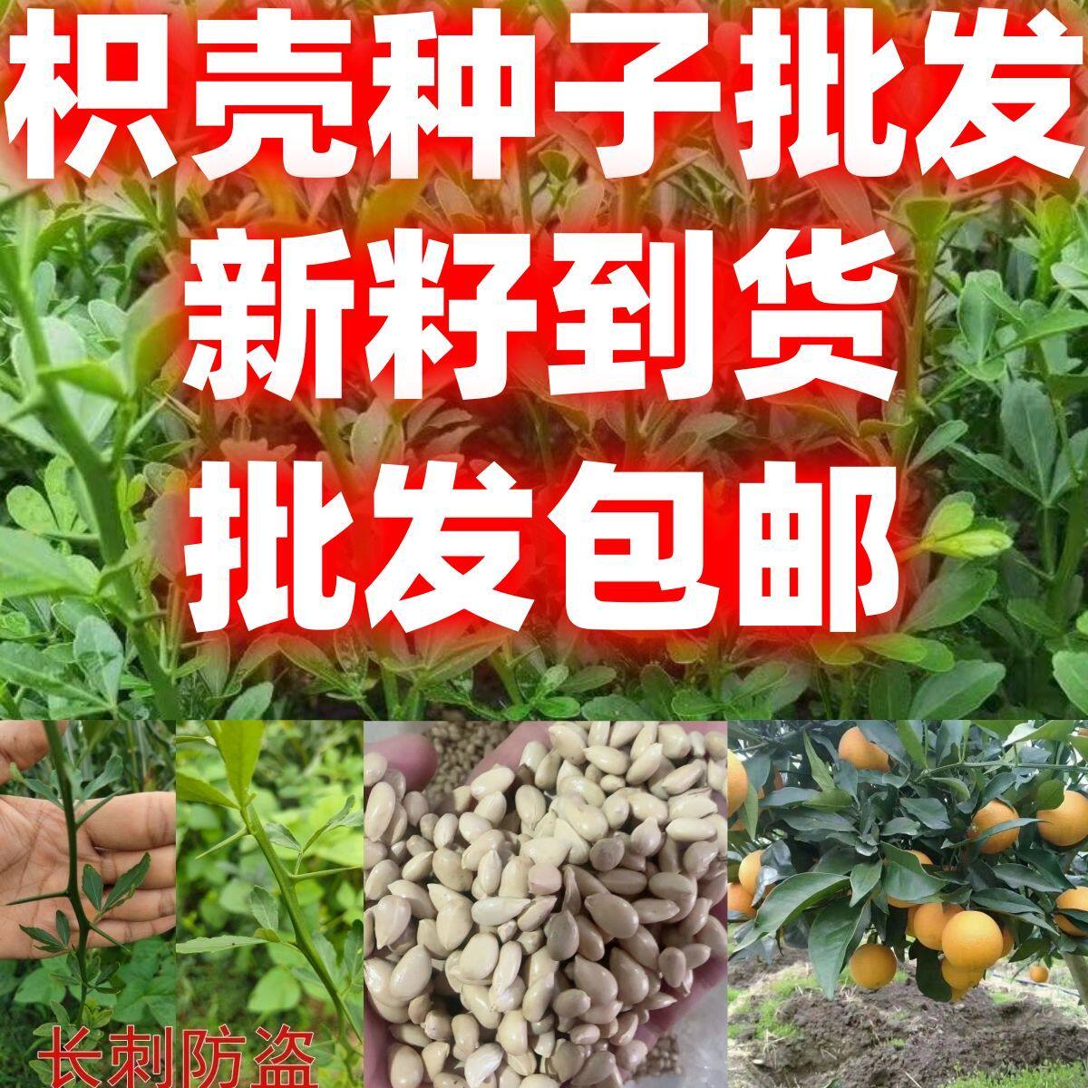 当季新籽枳壳种子小叶香橙种子砂糖橘柑橘类果树砧木种籽篱笆树种