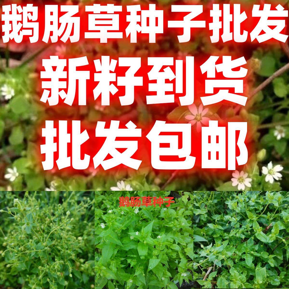 当季新籽鹅肠草籽鹅肠草种子名繁缕种子绿肥植物防草种子量大实惠