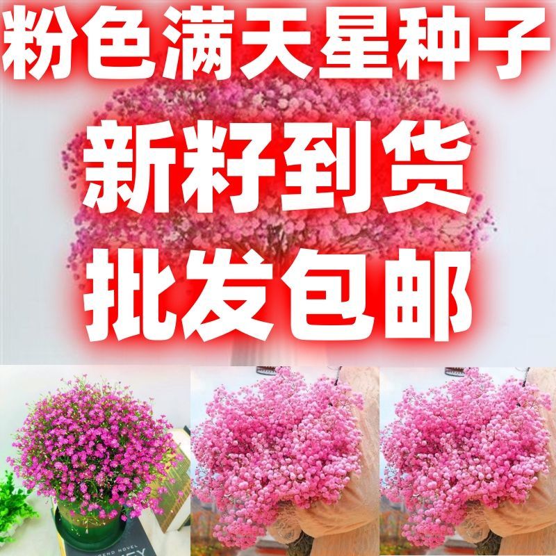 粉色满天星种子花种室内四季易活花草盆栽种子观花卉植物包邮