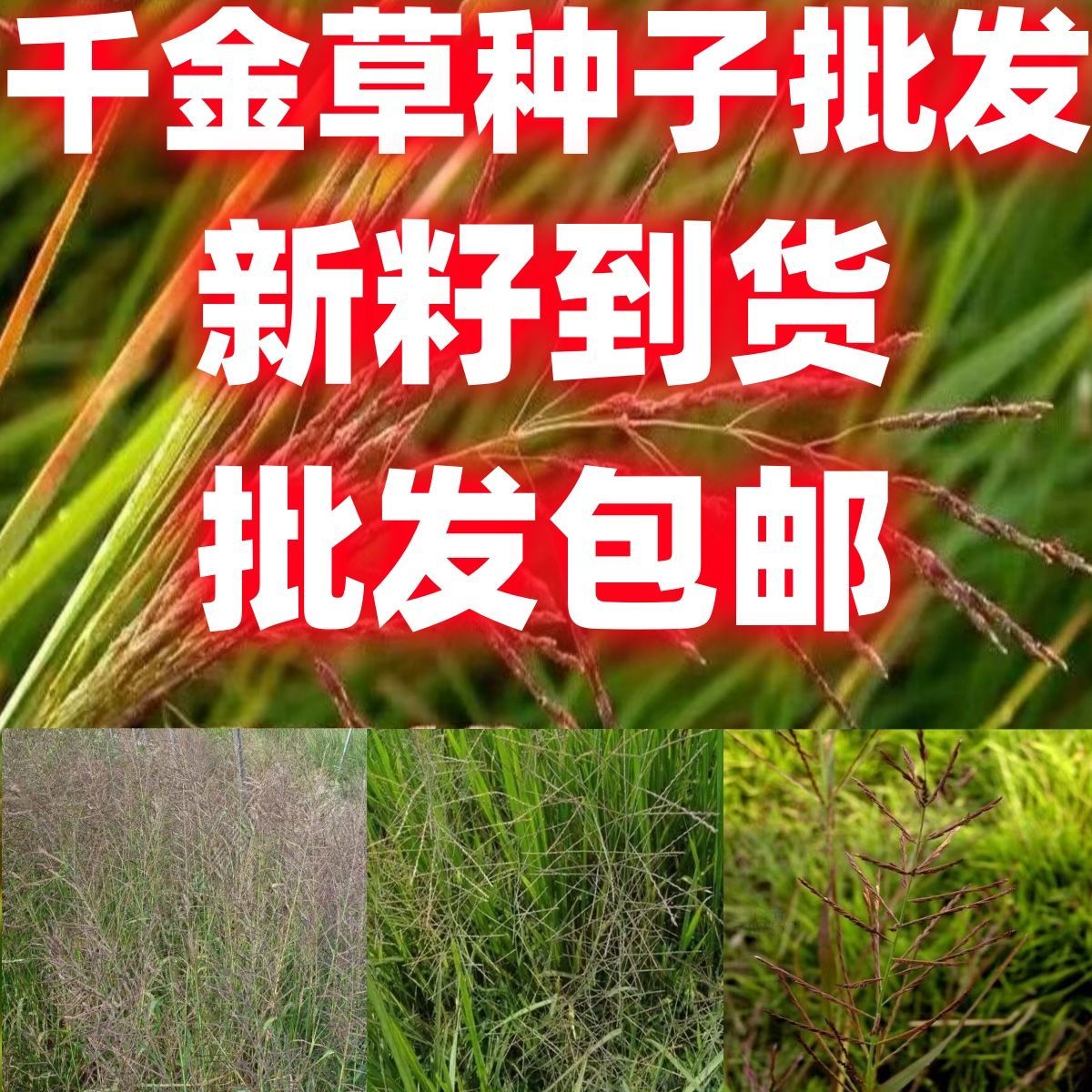 千金草种子野草高产耐热春易播种禾本科一年生草本植物种子按斤卖