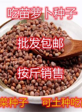 吃苗萝卜种子包邮按斤卖芽苗菜白萝卜种籽莱菔子阳台庭院四季种植