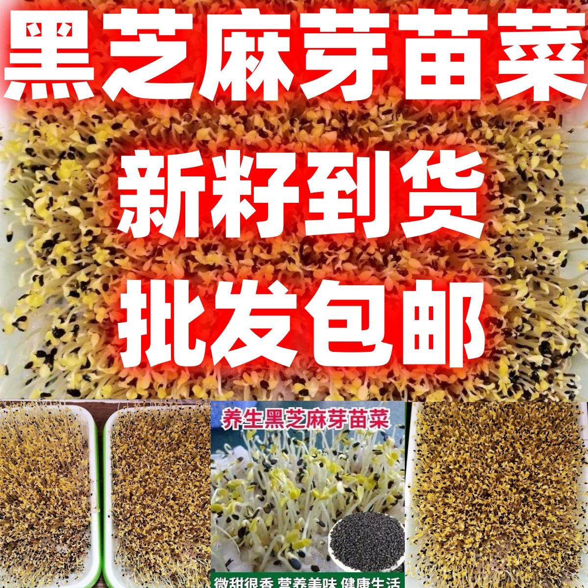 黑芝麻种子芽苗菜种子批发蔬菜种家庭园艺种子