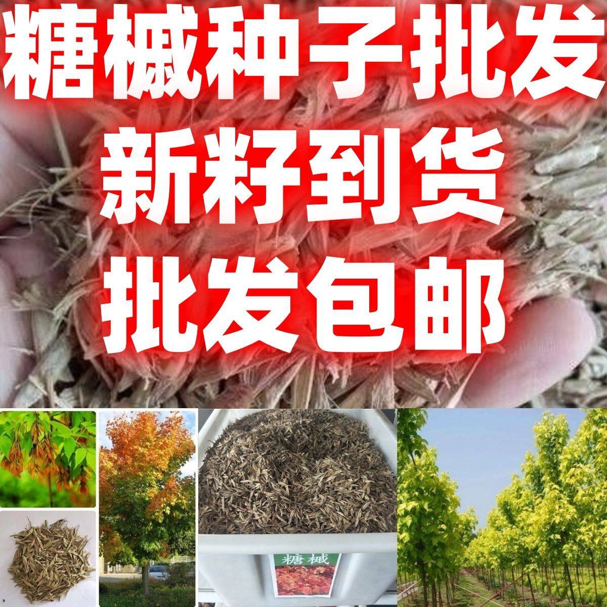 当季新籽糖槭种子林木种子青榨槭糖枫树复叶槭北方树种绿化种籽