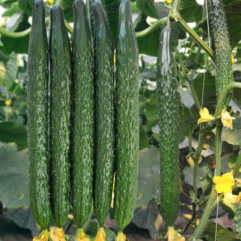 黄瓜种子高产绿心青瓜刺黄瓜种籽水果春秋四季盆栽菜籽蔬菜种籽孑