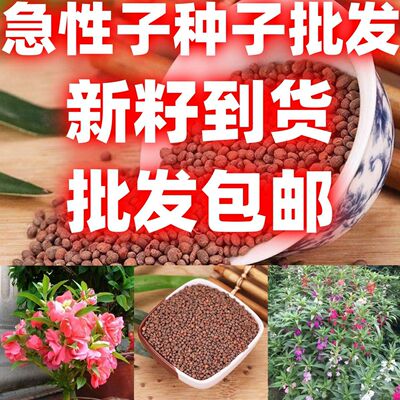 当季新籽急性子种子新货中药材急性子凤仙花子指甲花子金凤花籽