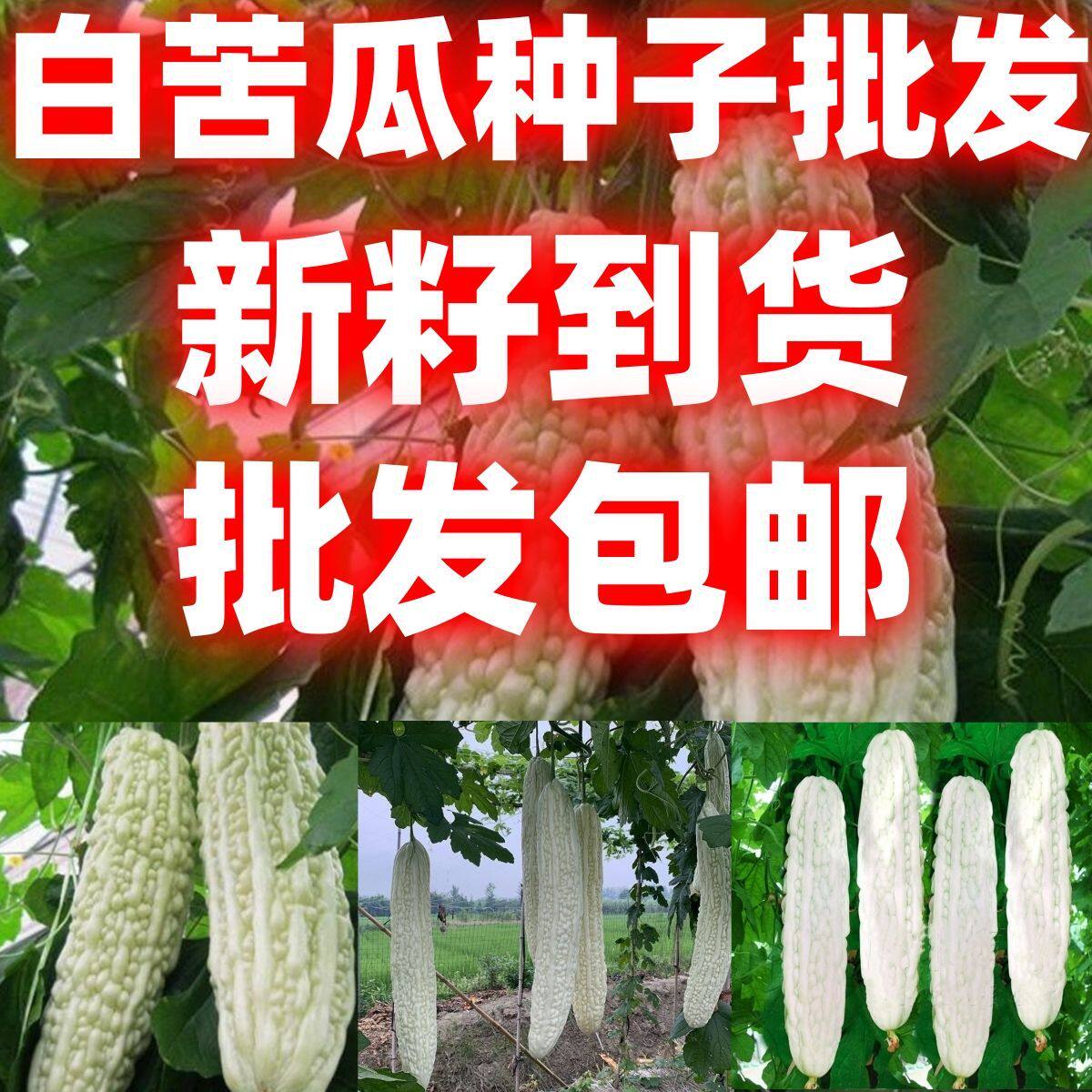 当季新籽白苦瓜种子四季播种肉质鲜嫩白色苦瓜白皮庭院蔬菜种籽