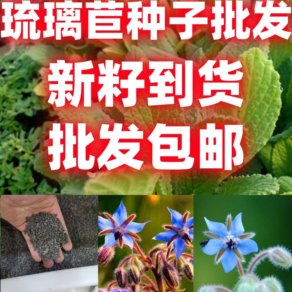 琉璃苣种子蓝色香草花卉花籽阳台庭院盆栽园艺春播易种春播种子