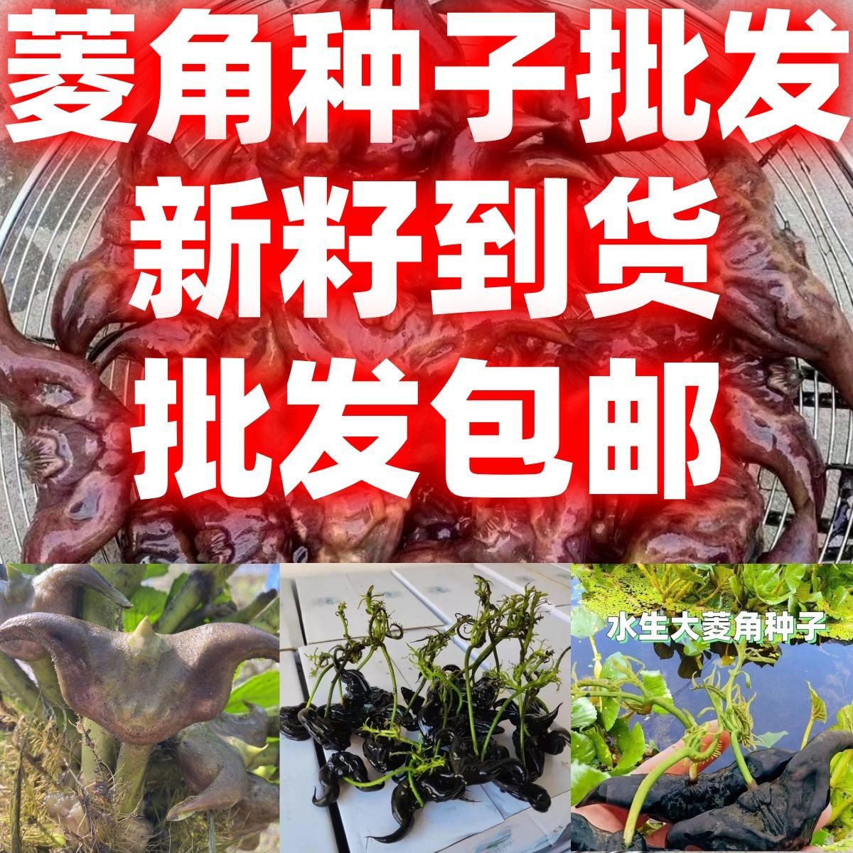 当季新籽菱角水生植物早熟高产红菱角种菱角种口感清脆好吃