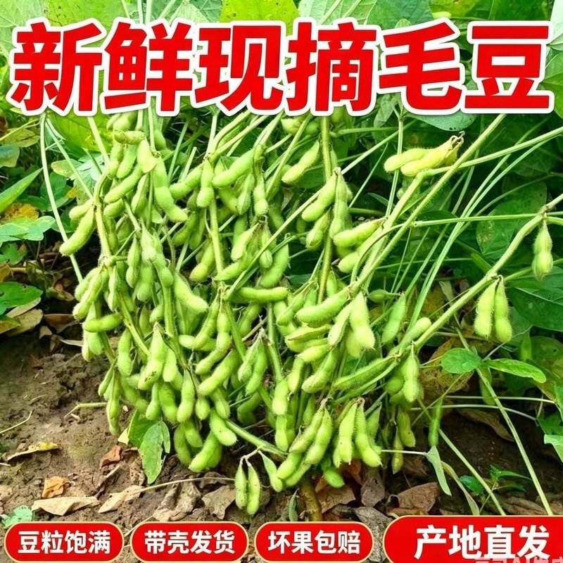 【中通快递】安徽阜阳现摘现发新鲜带壳毛豆农家自种新鲜毛豆