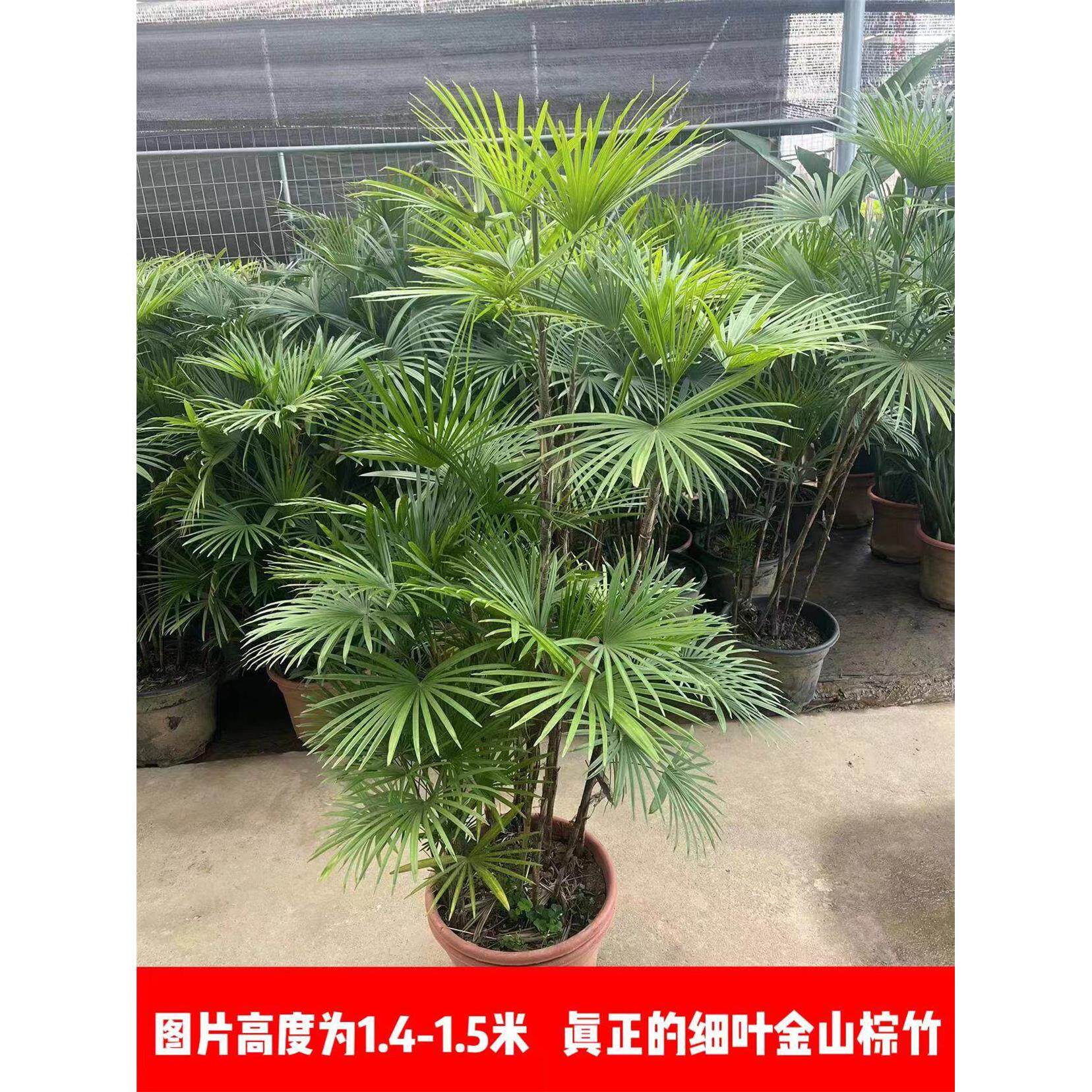 金山棕盆栽禅意棕竹盆景观叶落地绿植办公室室内庭院四季常青植物