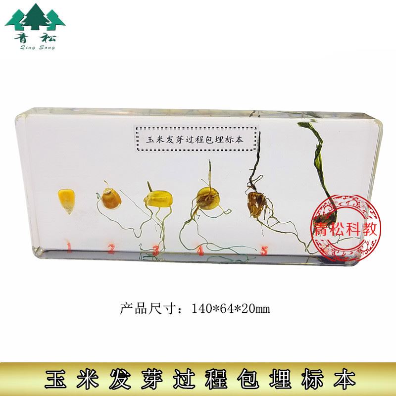 生长植物人工琥珀晶莹剔透保存玉米发育生长过程包埋标本