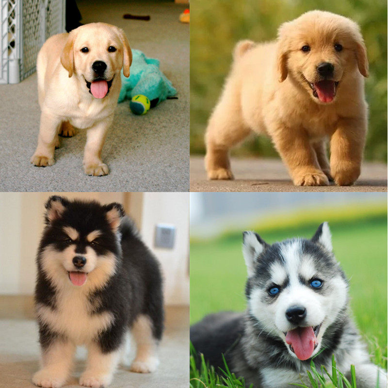 纯种拉布拉多幼犬小七巨型阿拉斯加犬哈士奇雪橇犬金毛活体导盲犬