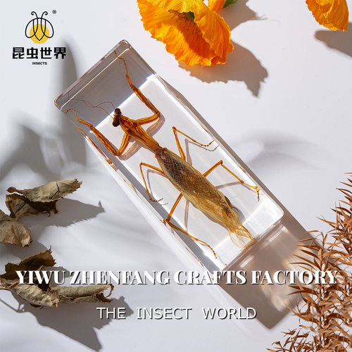 爆款螳螂标本真实昆虫标本摆件把玩书镇纸镇尺寸树脂琥珀亚克力款