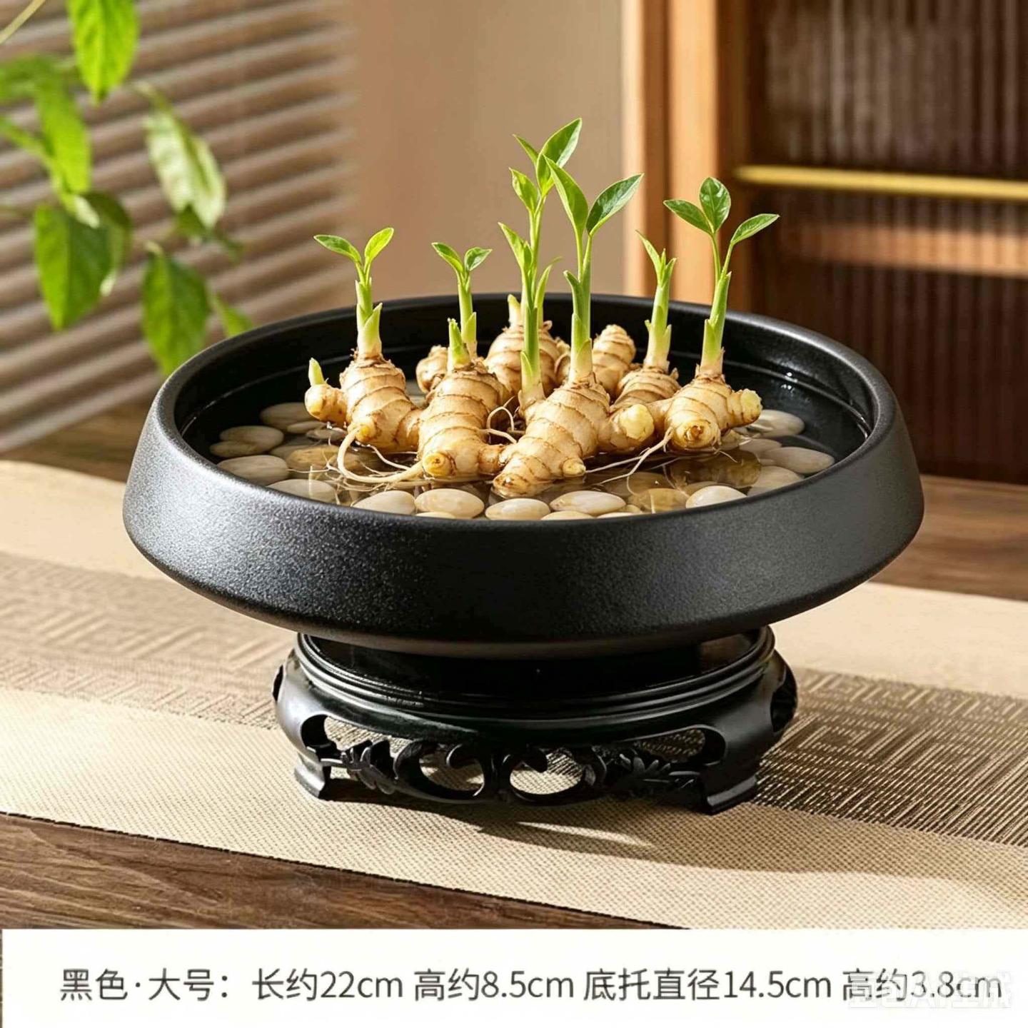 禄根水培花盆禅意蕨类苔藓球花盆大号陶瓷家用盆景水培器皿兰水仙