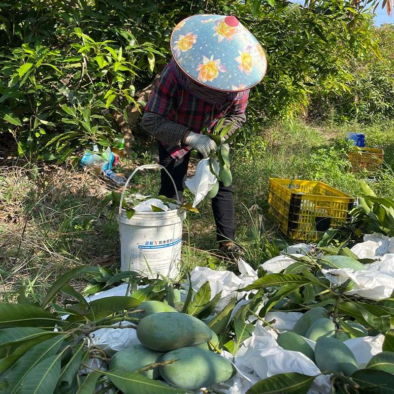 正宗百色田东老树花皮桂七芒果自家果园新鲜现摘网红顺丰百色发出