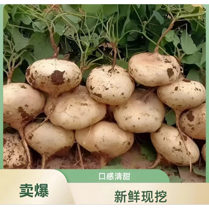 【自家果园】沙地凉薯白地瓜沙葛农家种植现挖直发清甜多汁地瓜凉