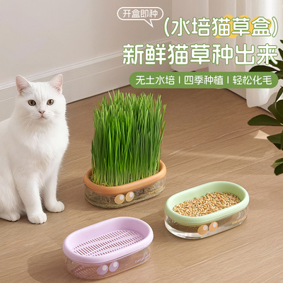【无土水培猫草盆】赠种植盆