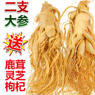 长白山人参煲汤泡酒鲜参东北特产