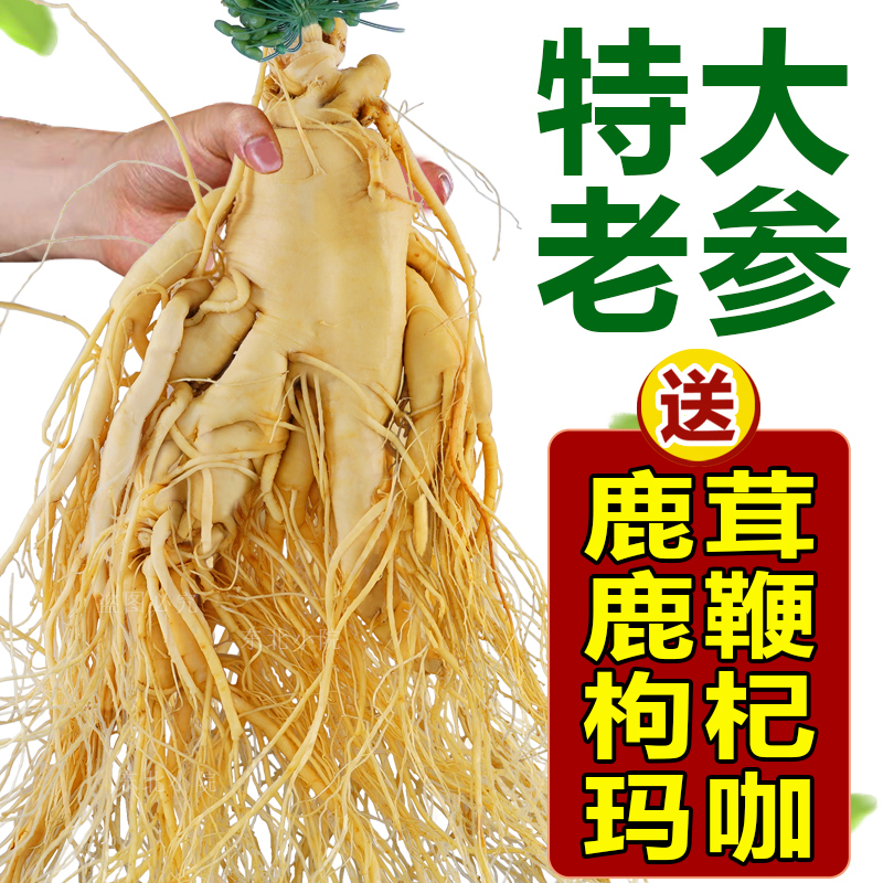 长白山人参煲汤泡酒专用东北特产特大新鲜人参整枝传统滋补品包邮