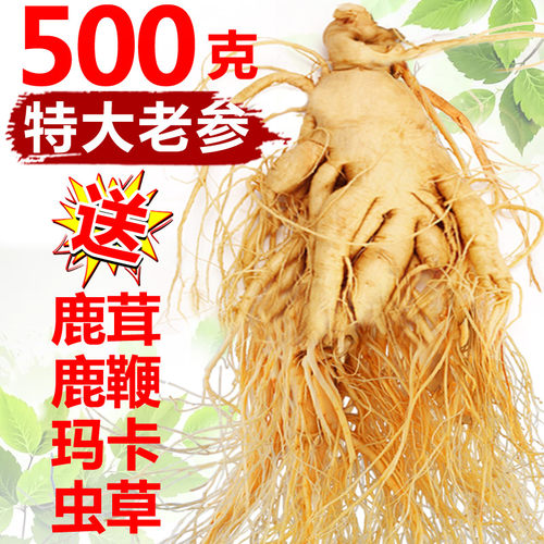 人参长白山泡酒煲汤鹿筋虫草养生