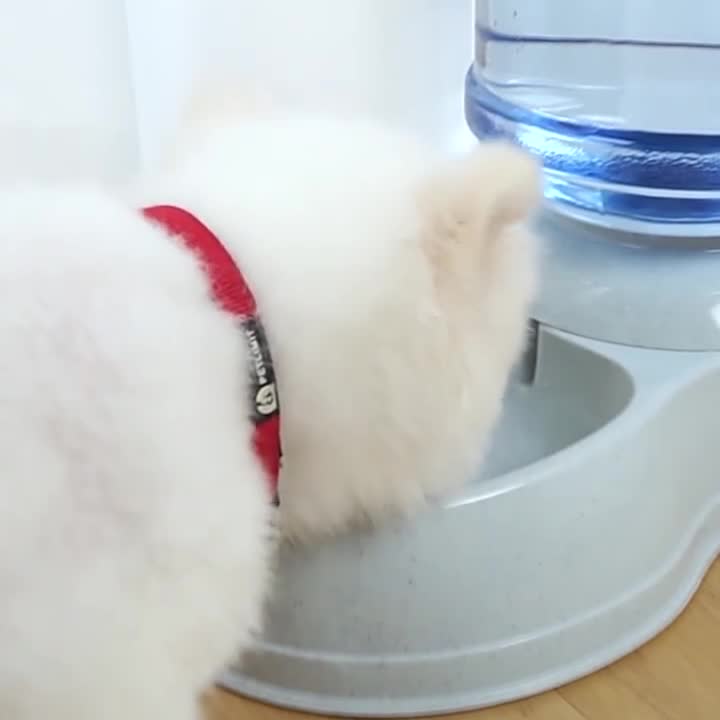 宠物狗狗猫咪不插电水壶