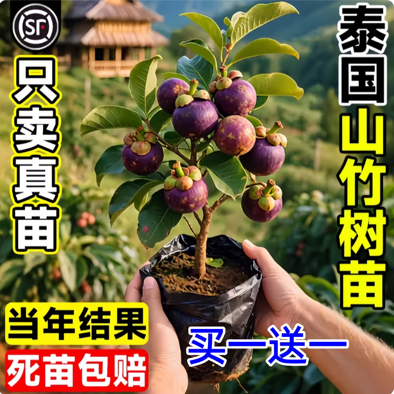 正宗山竹树苗无核山竹果苗庭院盆