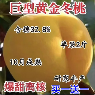 晚熟黄桃树苗脆甜嫁接新品种桃树苗南北方特大果冬桃树苗当年结果