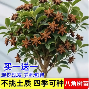 果树苗八角树苗大红八角苗食用大料八角树南方种植带土带叶耐寒