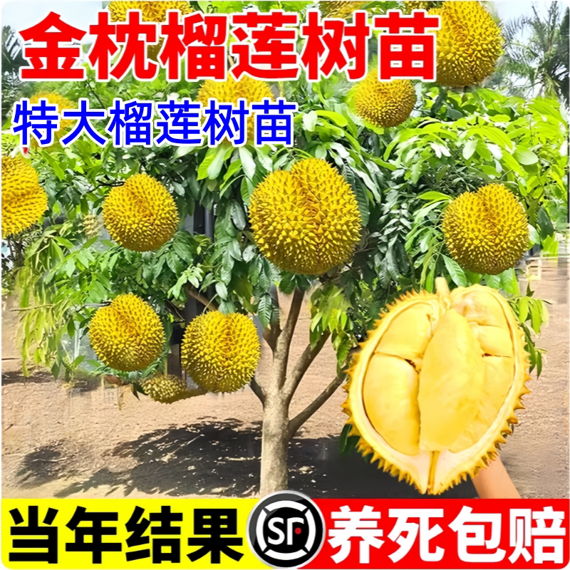 金枕榴莲树果苗南北方种植猫山王