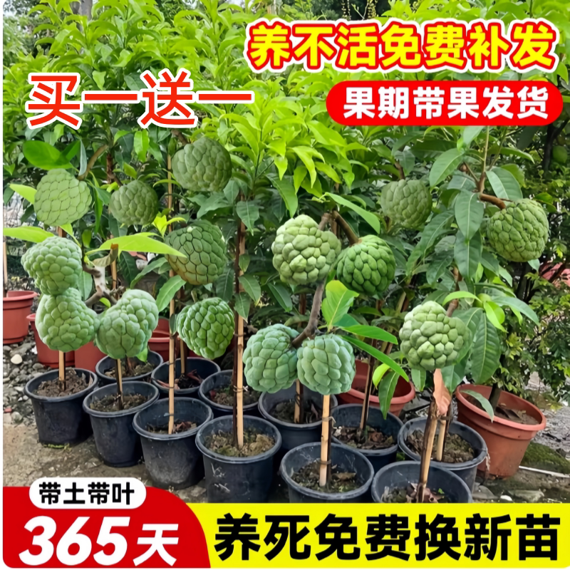 台湾凤梨释迦果苗嫁接带果