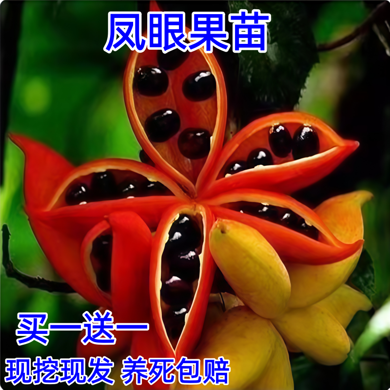 凤眼果苗新品四季正宗苹婆富贵子树苗南方种植盆栽阳台庭院果树苗