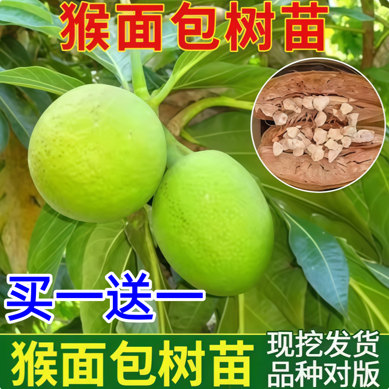 猴面包果树苗果树 猢狲木猴 面包树酸瓠苗罗蜜树马槟榔面磅树