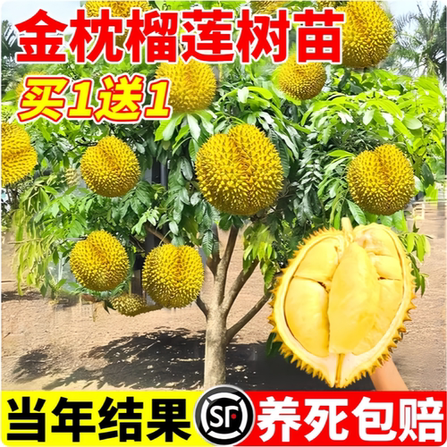 正宗金枕榴莲嫁接果树苗