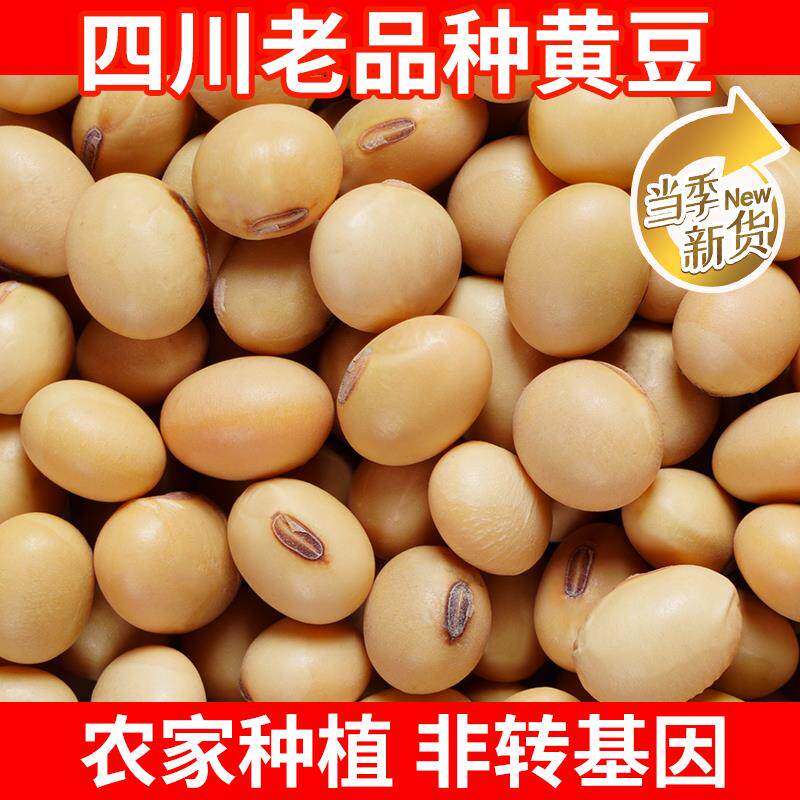 四川老品种黄豆土黄豆本地非基因改造大豆五谷杂粮新豆打豆浆杂粮