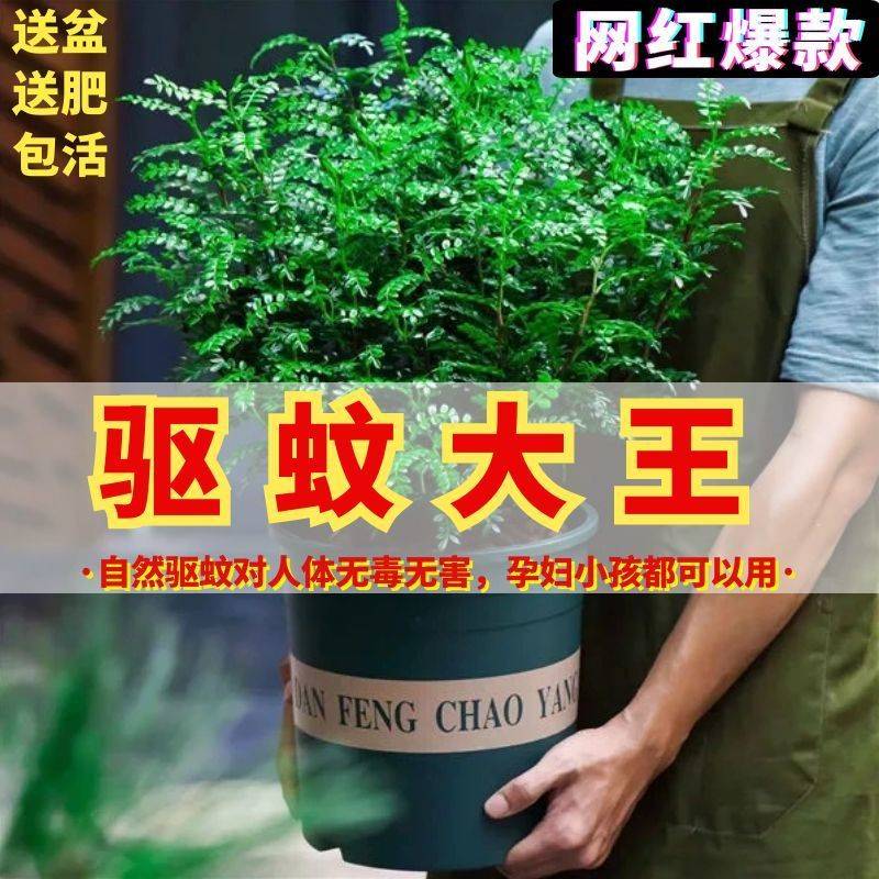 驱蚊草植物室外胡椒木盆栽植物绿植室内客厅四季常青净化空气提神