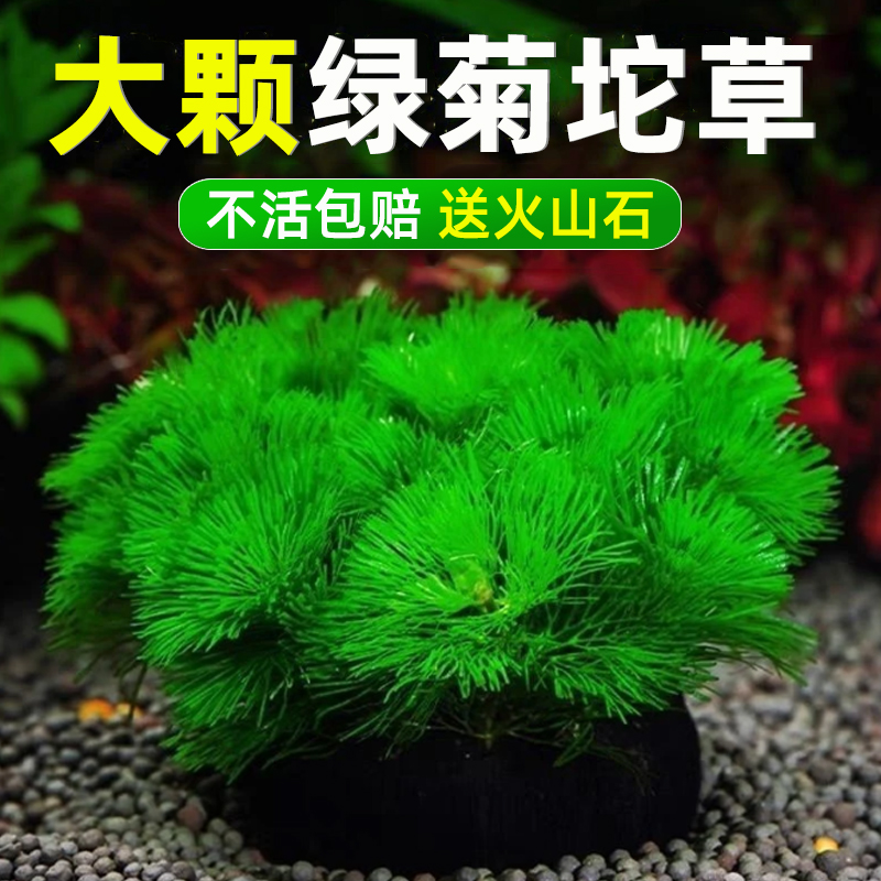 【不活包赔】鱼缸专用增氧水草