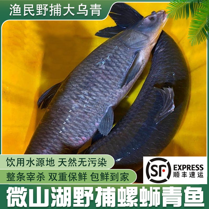 微山湖野捕大螺蛳乌青鱼整鱼顺丰