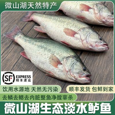 微山湖生态淡水鲈鱼净膛宰杀顺丰