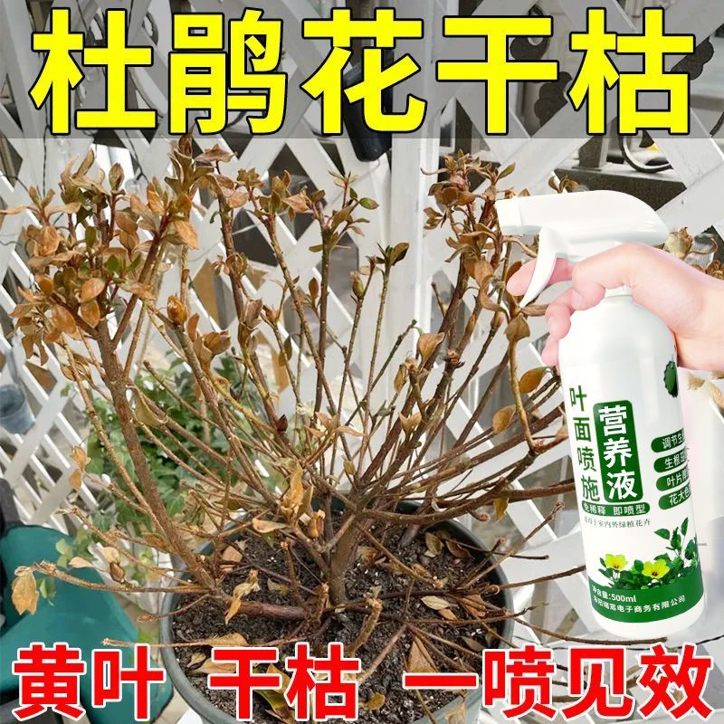 适合各种花的营养液杜鹃【急救】