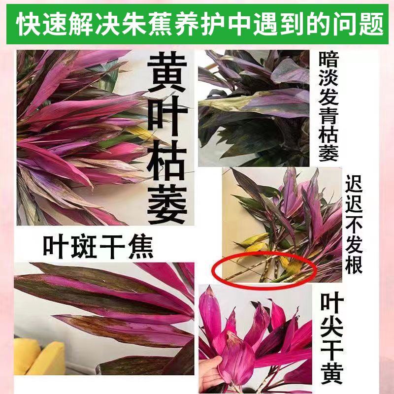 花草营养液通用鸿运竹朱蕉富贵竹营养液水培专用肥叶面喷施免稀释