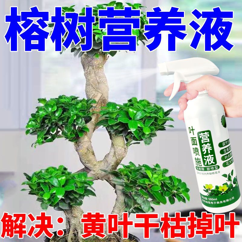 适合各种花的营养液榕树黄叶一喷